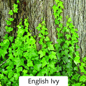 English Ivy