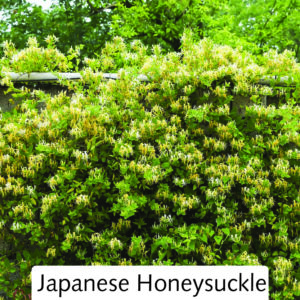 Japanese Honeysuckle