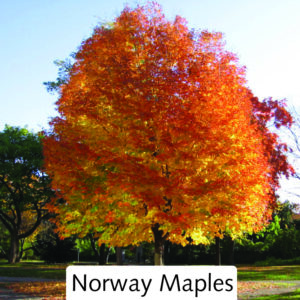 Norway Maple