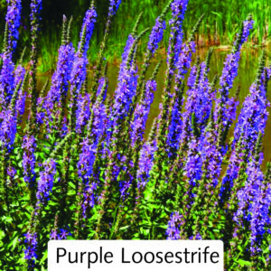 Purple Loosestrife